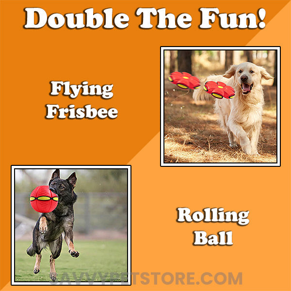The Doggy Disc Ball